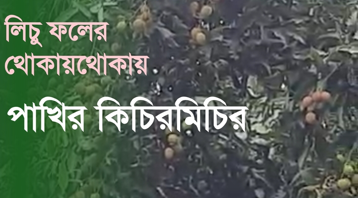 লিচু ফলের থোকায়থোকায় মৌসুমি পাখির কিচিরমিচির