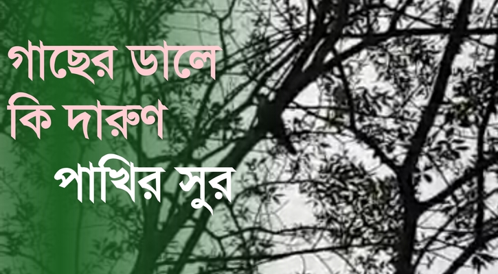 গাছের ডালে কি দারুণ পাখির সুর