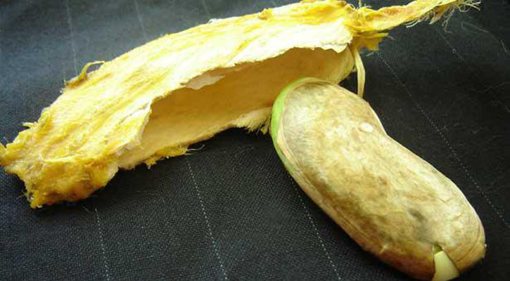 আমের আঁটি খেলে যা হবে
