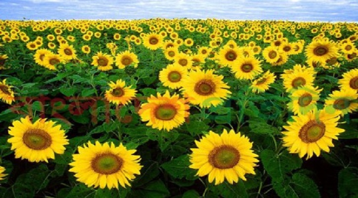 সূর্যমুখী ফুল চাষে সফলতার মুখ দেখছেন কৃষকরা