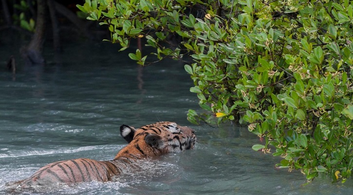 দুই দশকে বাংলাদেশে ৩৮ বাঘের মৃত্যু