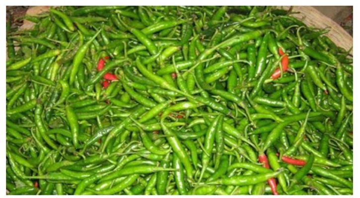 কাঁচামরিচের কেজি ২৪০ টাকা