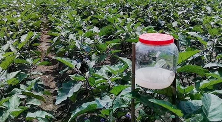 চাষিদের আকৃষ্ট করছে বিষমুক্ত সবজি চাষ পদ্ধতি