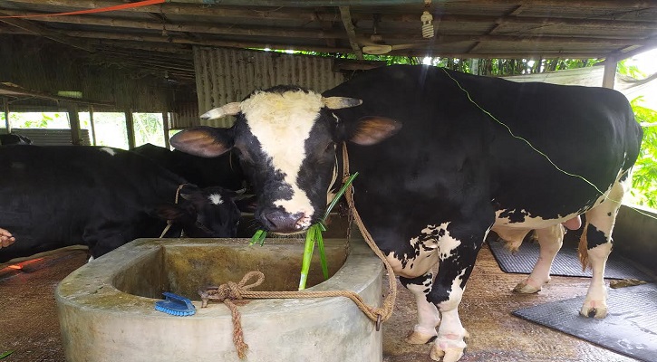 করোনায় গরু নিয়ে বিপাকে ফরিদপুরের খামারিরা