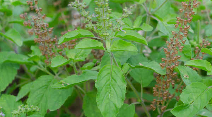 নিম্ন রক্তচাপের সমস্যা দূর করবে যেসব খাবার