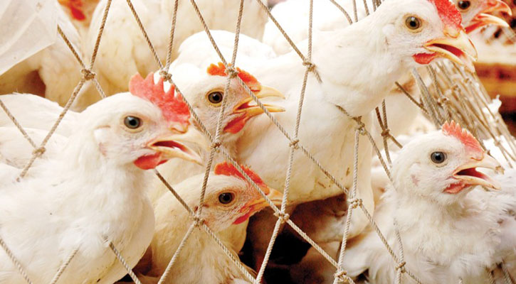 দাম কমেছে ব্রয়লার মুরগির 