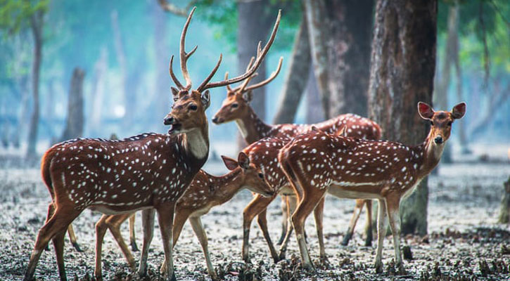 মাথা-পাসহ হরিণের ৩০ কেজি মাংস উদ্ধার