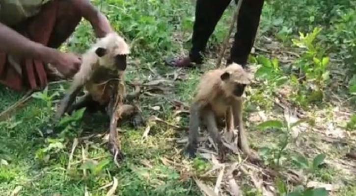 অবশেষে কালোমুখী দুটি হুনুমান উদ্ধার 