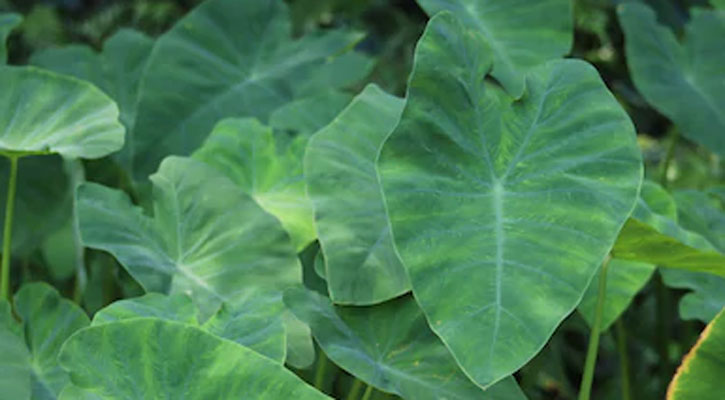 কচুতে কৃষকের মুখে হাসি