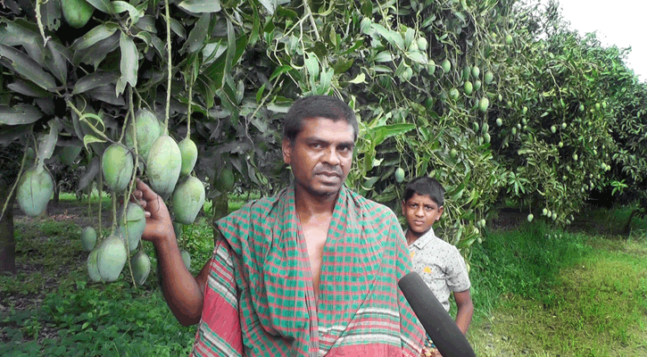 মিশ্র আমবাগান করে সফল কৃষক বিল্লাল মীর