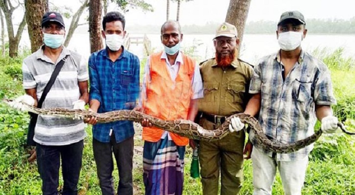 শরণখোলায় ৯ ফুট লম্বা অজগর উদ্ধার