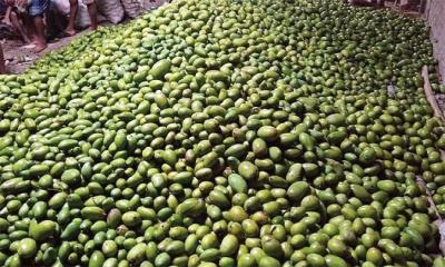 আমের কেজি ৫০ পয়সা