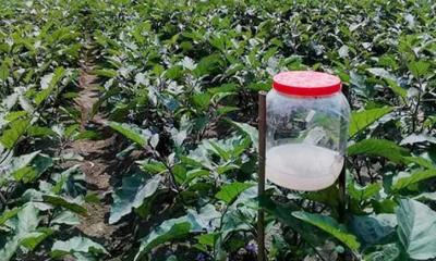 চাষিদের আকৃষ্ট করছে বিষমুক্ত সবজি চাষ পদ্ধতি