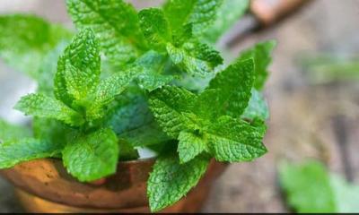 জেনে নিন পুদিনা পাতার ঔষধি গুণ