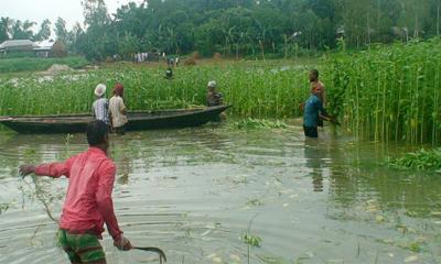 বানের জলে হাজারো কৃষকের স্বপ্নভঙ্গ