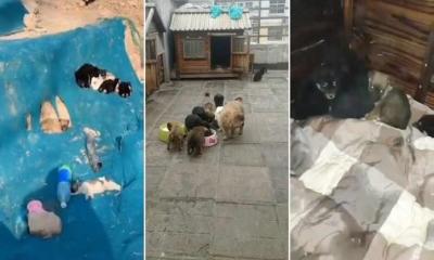 ‘বাইরে ভাইরাস ঘরে অভাব’