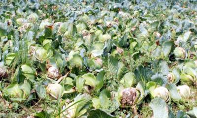 জমিতেই নষ্ট হচ্ছে বাঁধাকপি, লোকসানের মুখে চাষিরা 