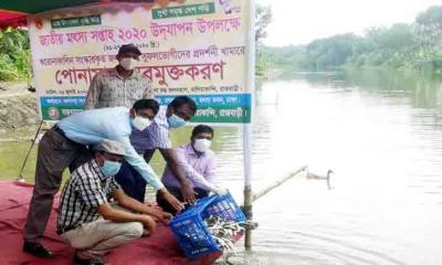 বালিয়াকান্দির চন্দনা নদীর খননকৃত জলাশয়ে পোনামাছ অবমুক্তকরণ