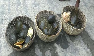 বাগেরহাটে ৩০পিস কচ্ছপ উদ্ধার, গ্রেফতার ১