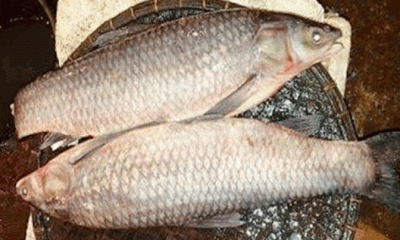 মহাশোল বাণিজিক চাষে ব্যাপক সম্ভাবনা