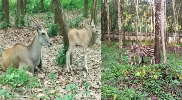সাফারি পার্কে ২ পরিবারে নতুন অতিথি