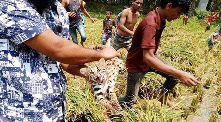 ধানক্ষেত থেকে চিতা সদৃশ ৩ শাবক উদ্ধার