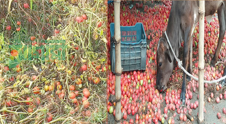 করোনা: দিশেহারা দিনাজপুরের টমেটো চাষীরা 
