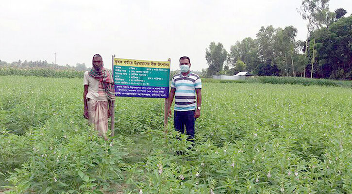 নওগাঁয় বৃদ্ধি পাচ্ছে তিলের আবাদ