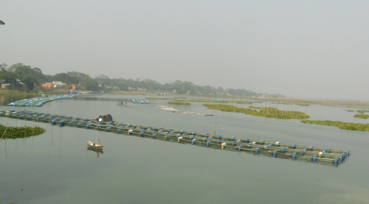 মাদারীপুরে খাঁচায় মাছ চাষে জনপ্রিয়তা বাড়ছে!