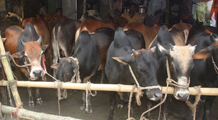 কোরবানির হাট মনিটরিং করবে প্রাণিসম্পদ মন্ত্রণালয় 