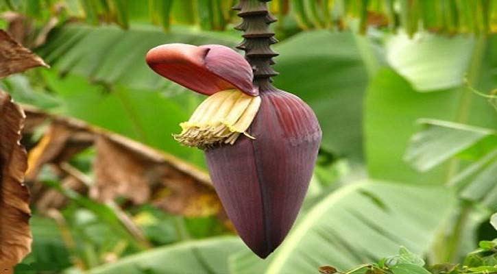 হৃদরোগ ও ক্যানসারের ঝুঁকি কমায় কলার মোচা