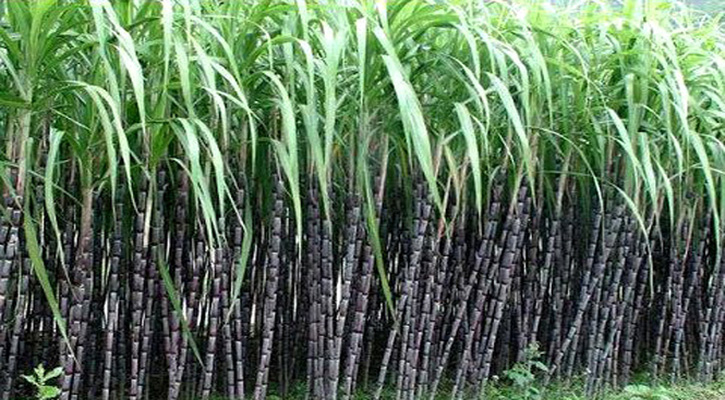 আখ চাষে আগ্রহ বাড়ছে কৃষকদের