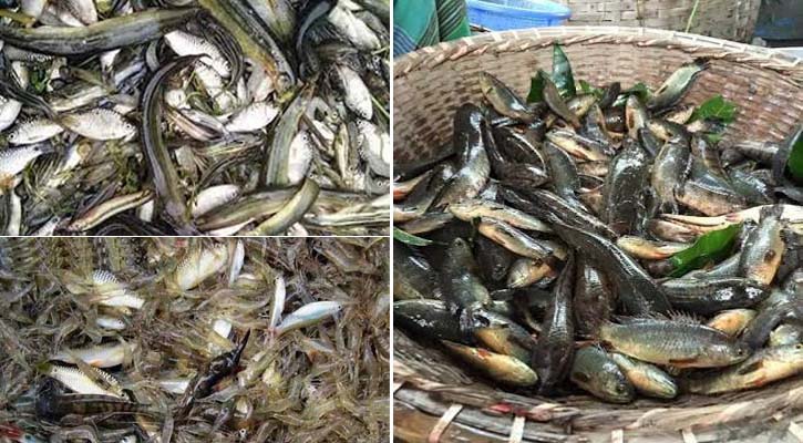 খাবার প্লেটে আবারও মিলবে সুস্বাদু দেশীয় মাছ