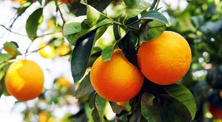 ভিটামিন সি’র যোগান পাওয়া যাবে যেসব ফলে