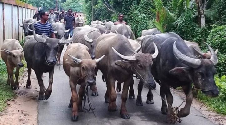 বড়লেখায় চোরাই পথে আসা ৩০টি ভারতীয় মহিষ আটক