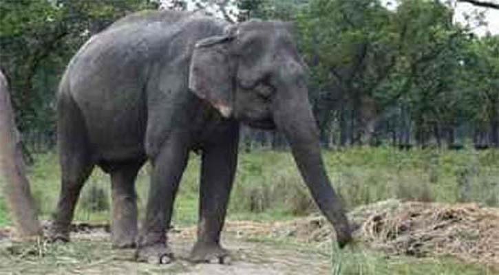 হাতির আক্রমনে ২ বছরের শিশুর মৃত্যু