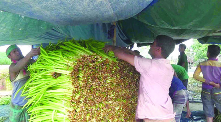 বিশ্বের ২৫টি দেশে রফতানি হচ্ছে কুমিল্লার লতি