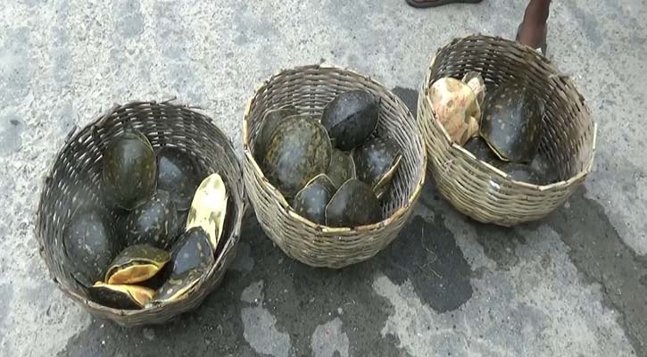 বাগেরহাটে ৩০পিস কচ্ছপ উদ্ধার, গ্রেফতার ১