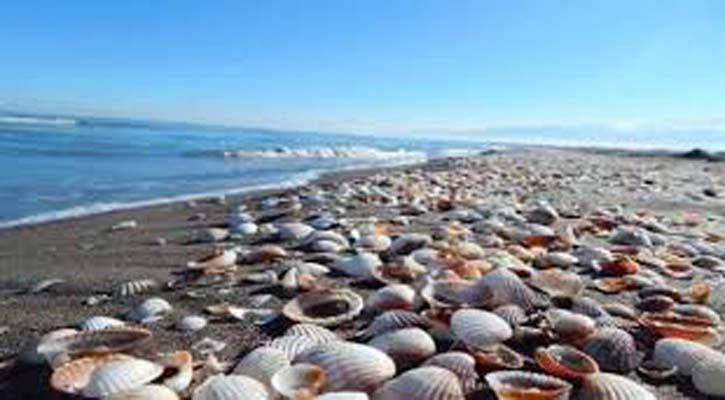 গরমে সিদ্ধ হয়ে উপকূলেই মারা গেল ৫ লাখ ঝিনুক