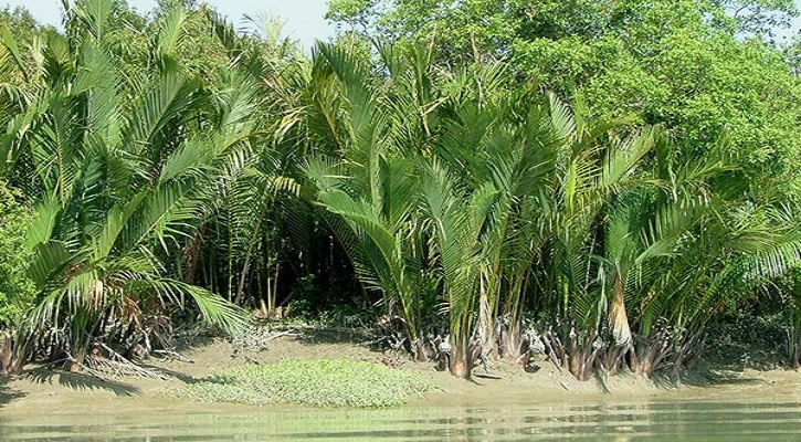 Yalangoch gavvos fotosuratlari