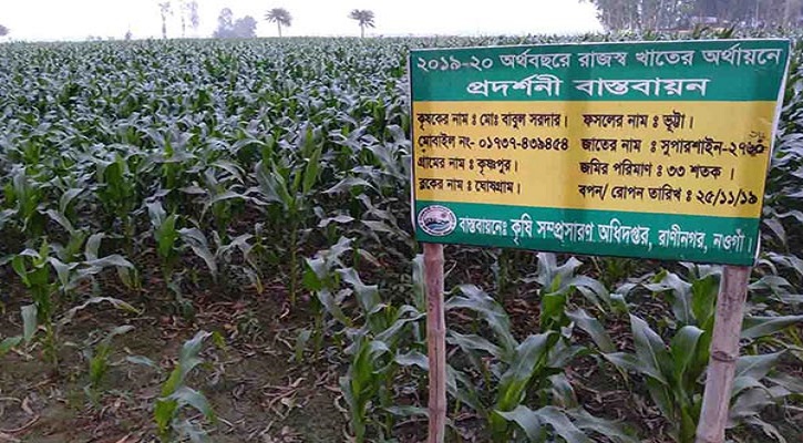 ৫ বছরে ভুট্টার দ্বিগুণ আবাদে মুখে হাসি কৃষকদের