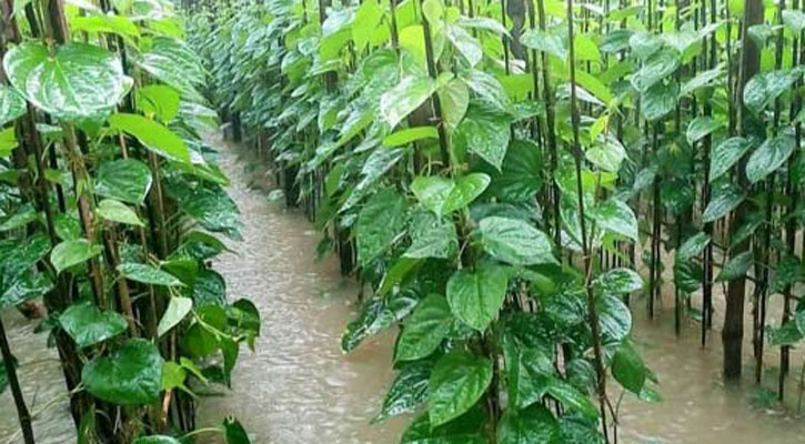 বানের পানিতে দিশেহারা পান চাষিরা