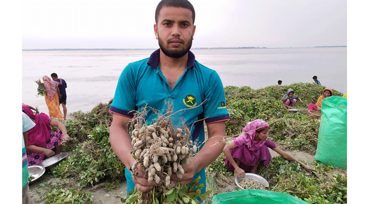 আগাম বন্যায় ক্ষতির মুখে বাদাম চাষীরা