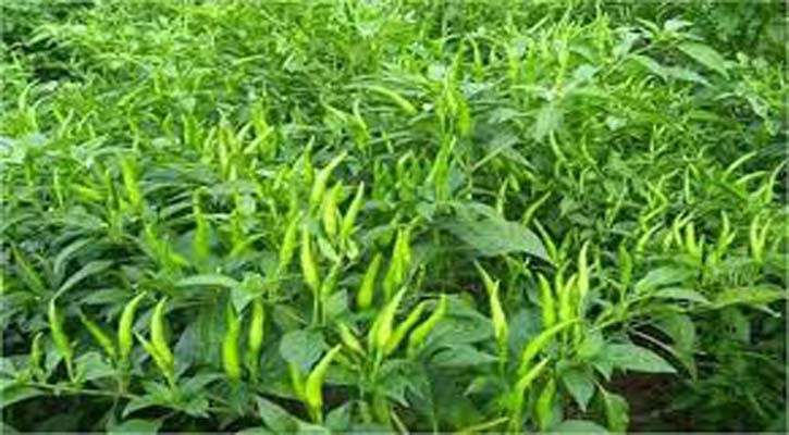 মরিচ চাষে কৃষকের ভাগ্য বদল 