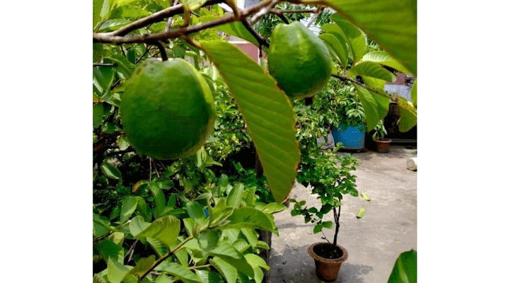 করোনায় স্বস্তির জায়গা ছাদ বাগান