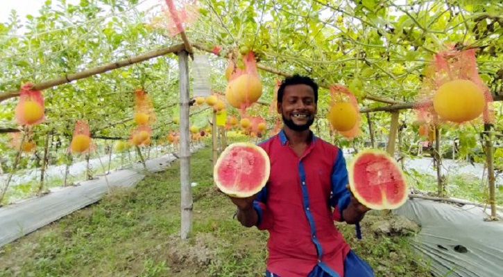 হলুদ তরমুজে আনোয়ারের স্বপ্নপূরণ