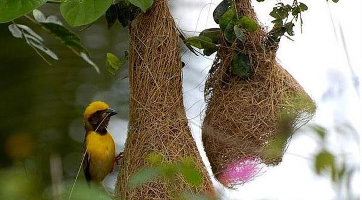 হারিয়ে যাচ্ছে গ্রাম বাংলার প্রকৃতির কারিগর বাবুই পাখি