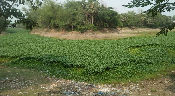 দুপচাঁচিয়ার নাগর নদ এখন কচুরিপানার দখলে