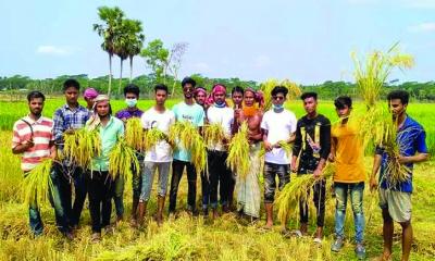 কৃষকের ধান কেটে দিলো শরণখোলা ছাত্রলীগ