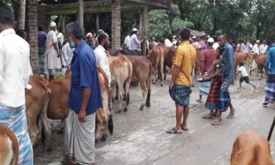 নোয়াখালীতে পশুরহাটে স্বাস্থ্যবিধি উপেক্ষিত